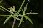 Cutleaf geranium